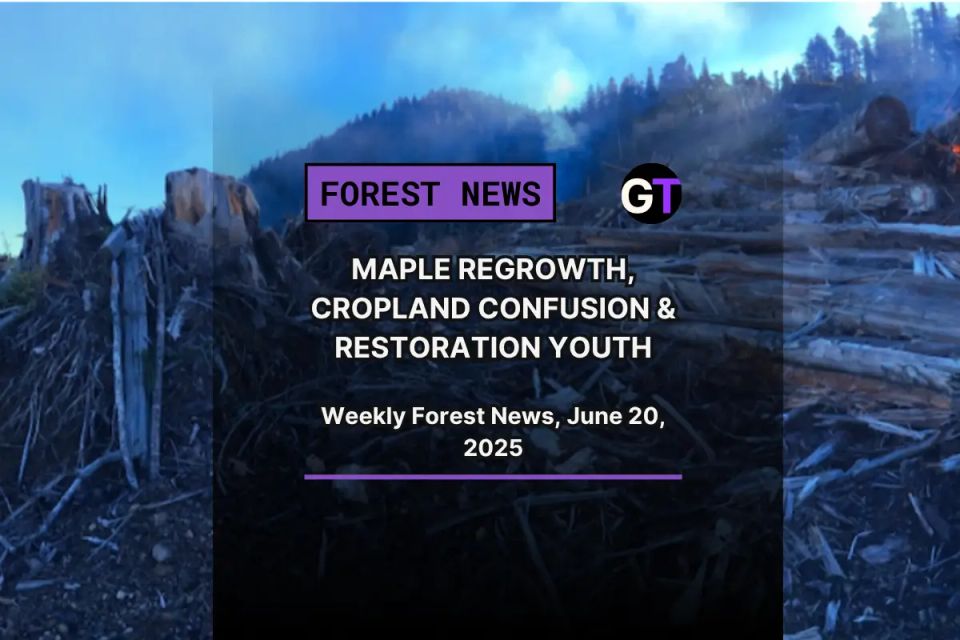 Maple Regrowth, Cropland Confusion & Restoration Youth