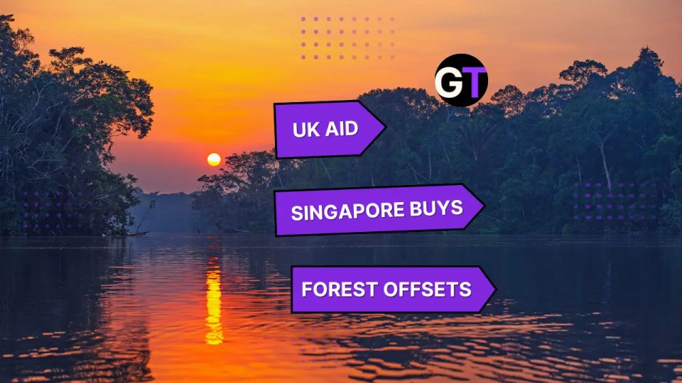 UK Aid, Singapore Buys and the Debate Over Forest Offsets