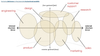Field Sense: Position and Sensibility