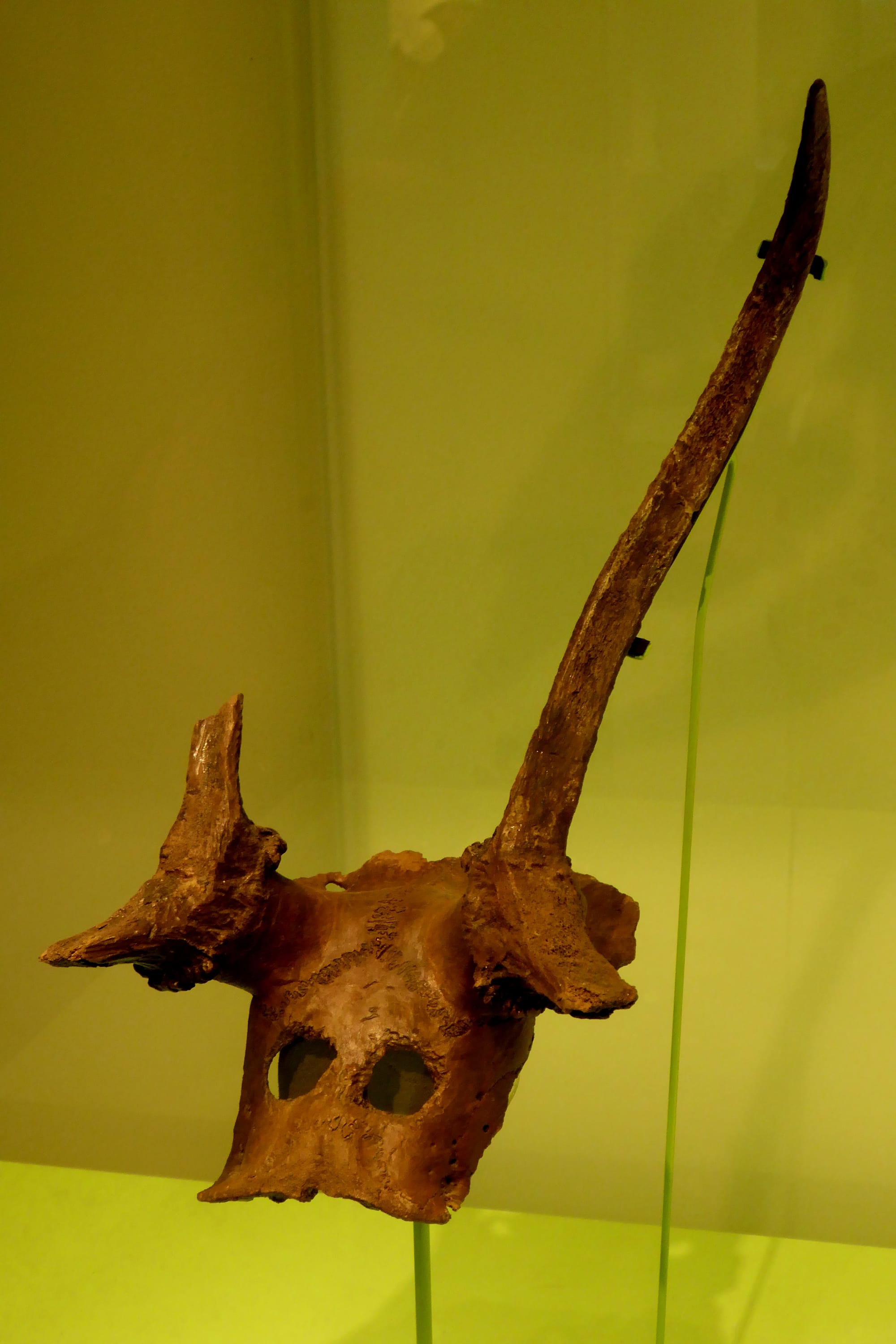A Mesolithic deer skull with bored holes, one of 33 from this site, on display in the Cambridge University Museum of Archaeology and Anthropology