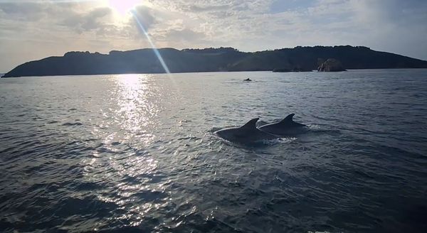 Festivals: Beltane à Sercq: « Je suis sur ce bateau, entourée de fées et de magiciens… Soudain, un dauphin saute à côté du bateau...»