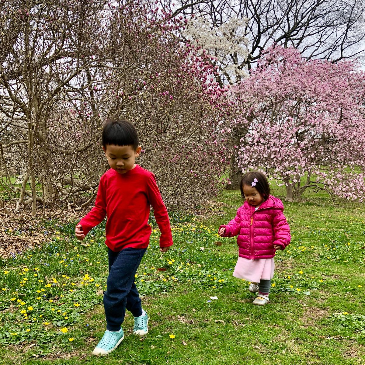 Cherry Blossom Season in NYC: Best Spots to See the Blooms with Kids