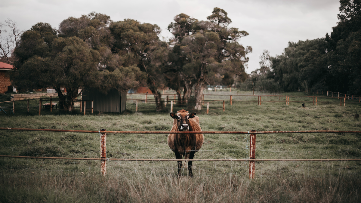 OPINION: UOW can't let students hit by foot-and-mouth outbreak fall behind