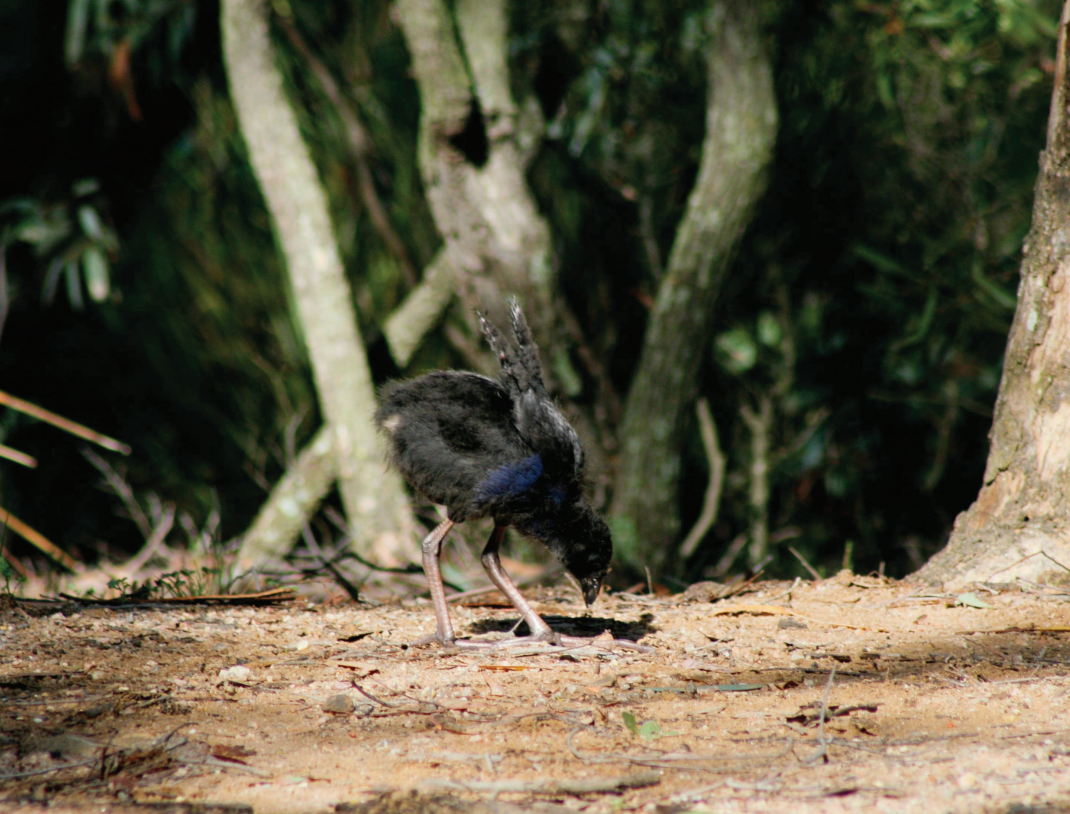 Bird flu has arrived in the Illawarra: should we be worried?