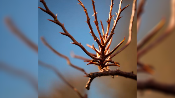 Garden of Evil - Paige Jenkins