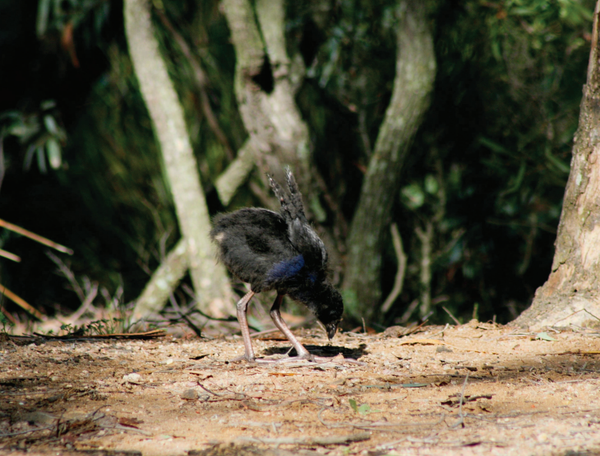 Bird flu has arrived in the Illawarra: should we be worried?