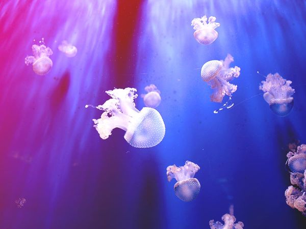 Outrageous Ocean Week Projects