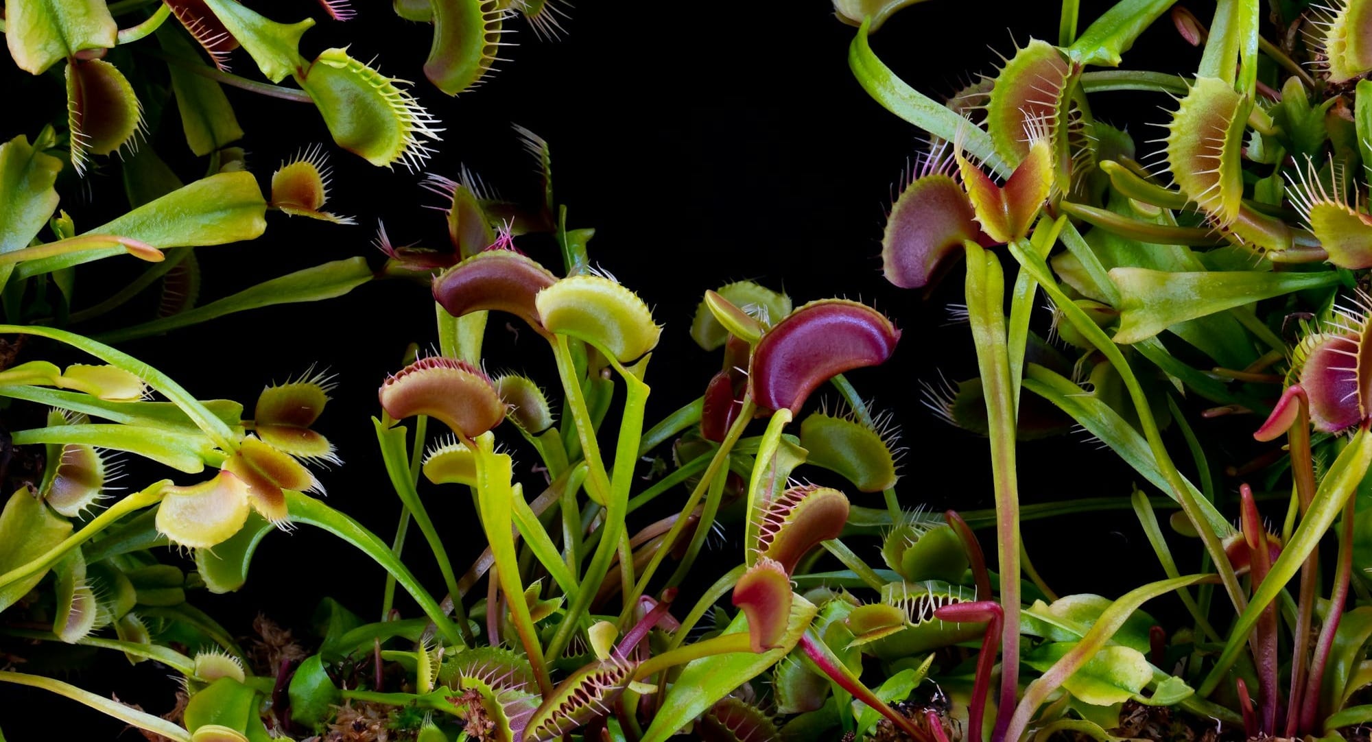 Numerous venus flytraps with open and closed traps.