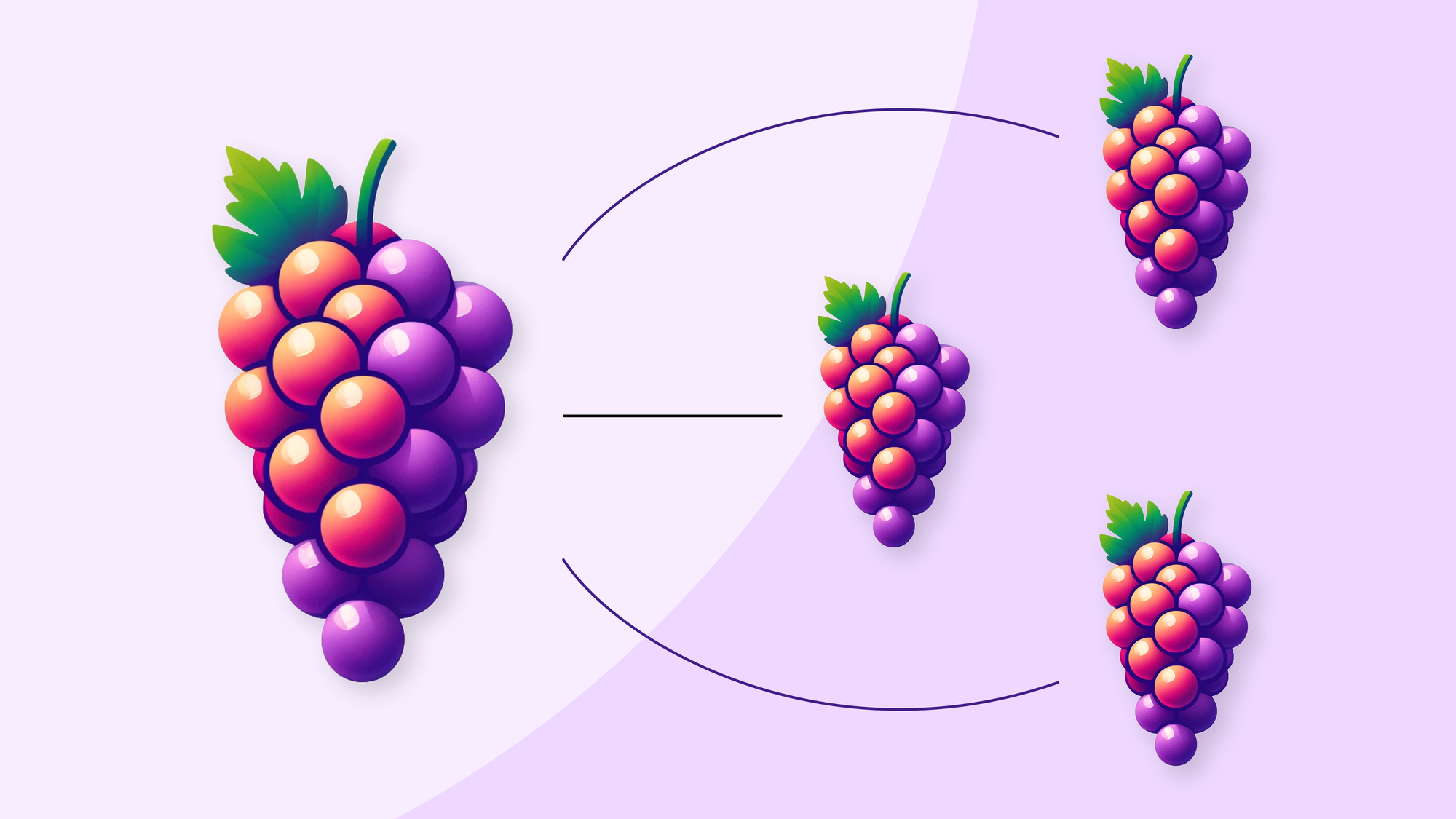 One cluster of grapes becoming three identical clusters