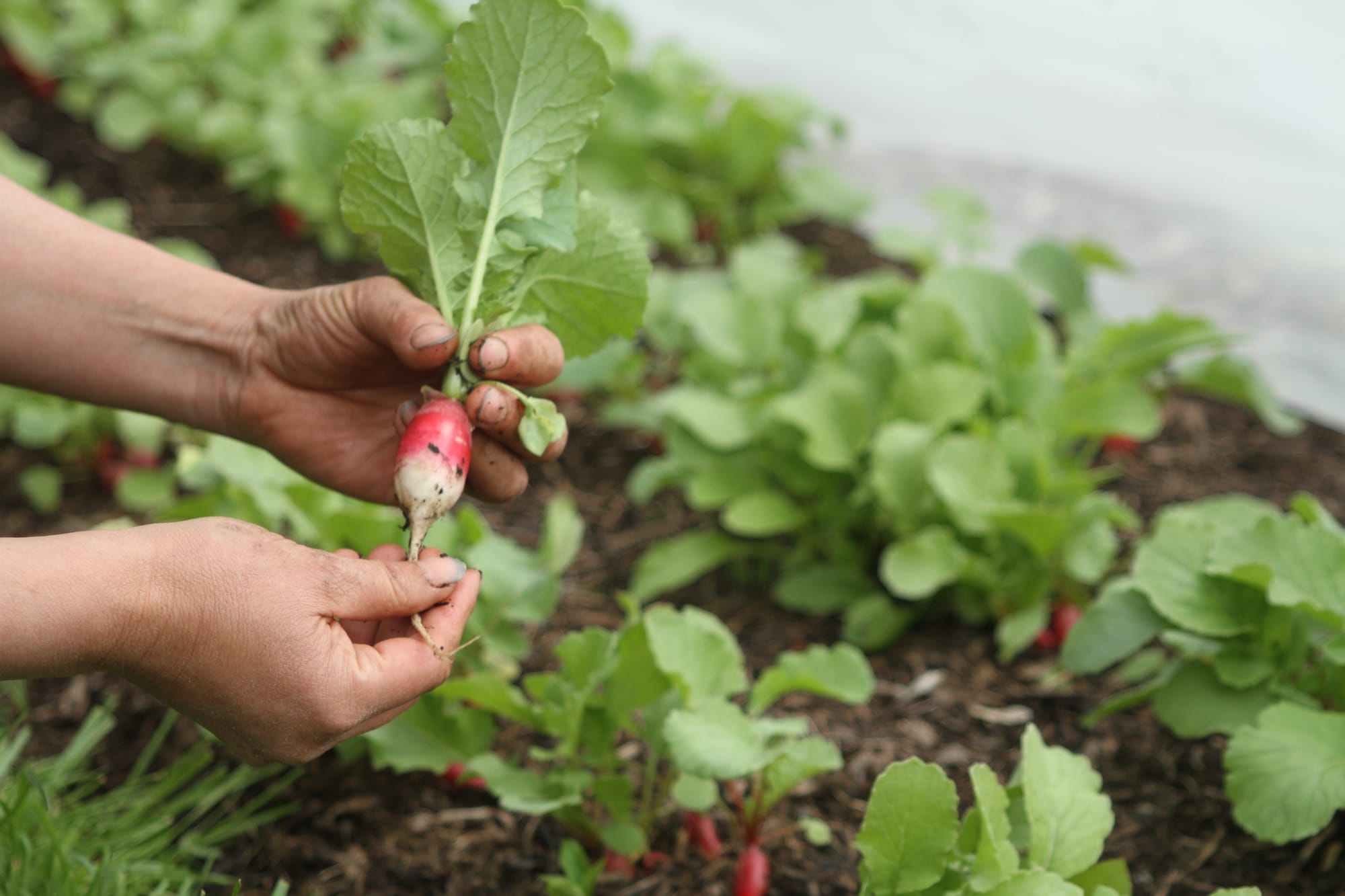 Photograph of someone handling a radish pulled from the ground