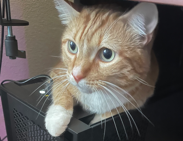 A photo of an American shorthair ginger cat that sandwiched himself on a PC tower and under a desk.