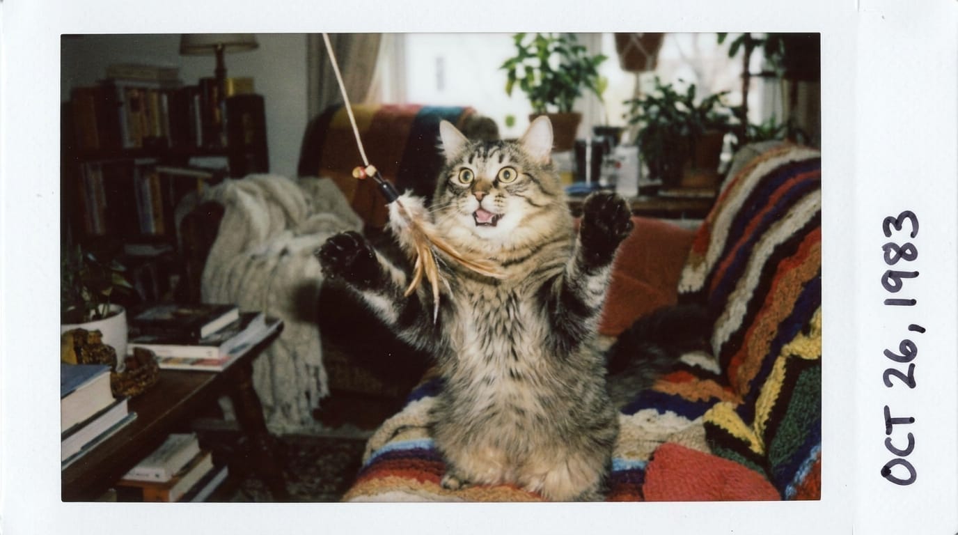 A playful tabby cat batting at a string toy