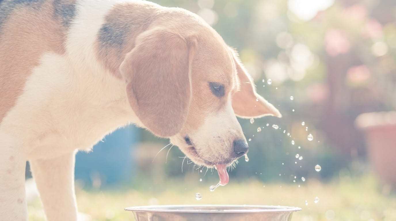 A beagle splashing water everywhere while drinking from its bowl