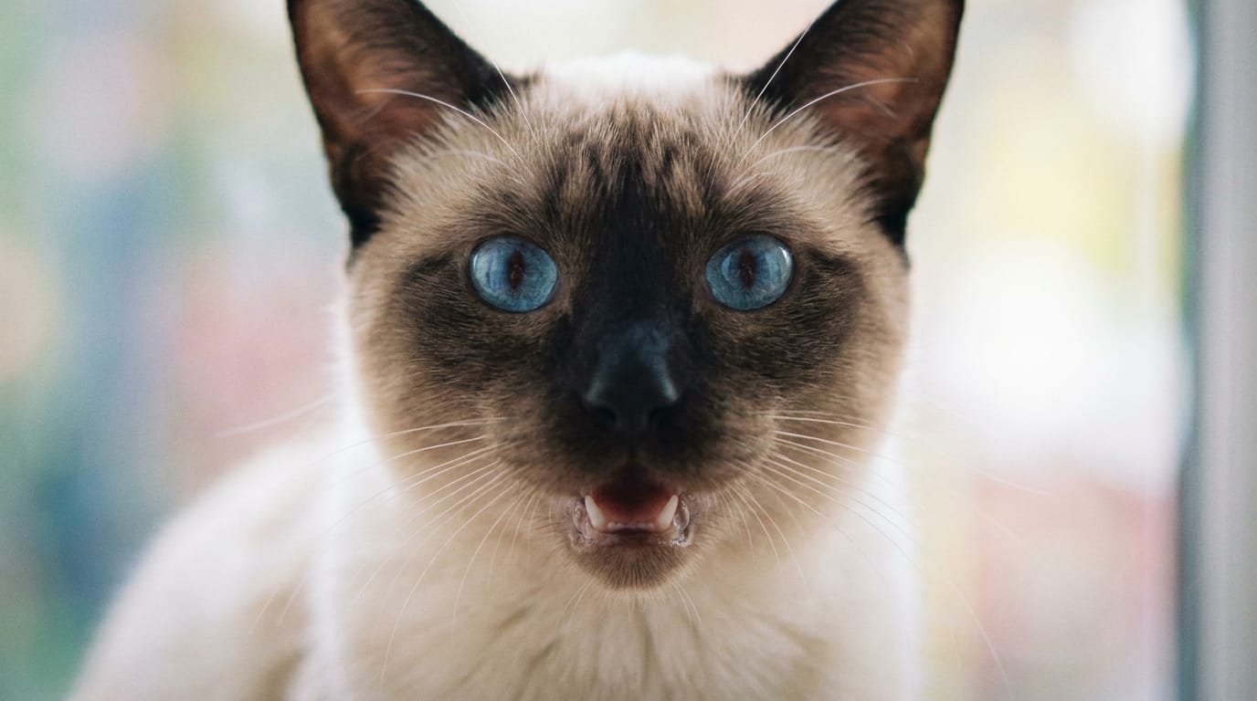 A Siamese cat meowing directly at the camera.