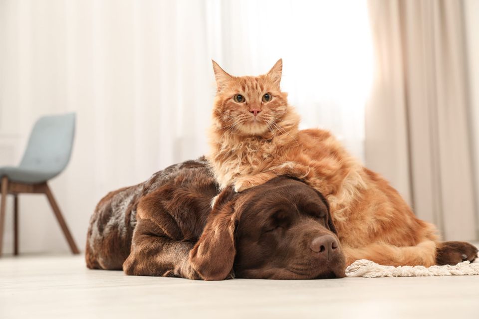 Welcome to the Pack: Paws, Claws, and Everyday Adventures!