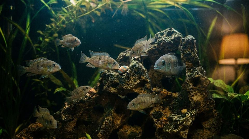 Aquatic Intelligence: Unveiling the Surprising Cognitive and Social Abilities of Your Aquarium Fish.