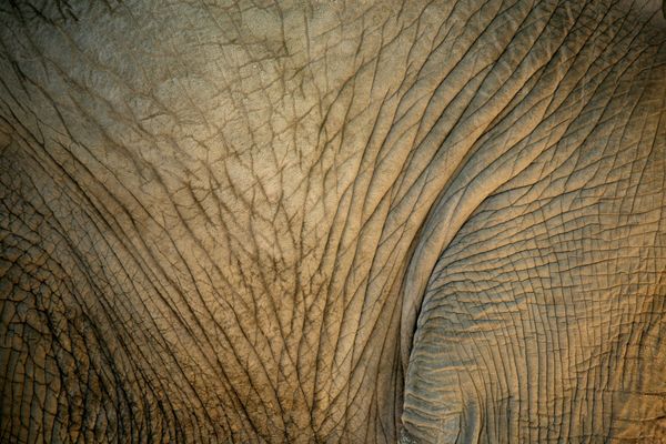 We live in a world with elephants