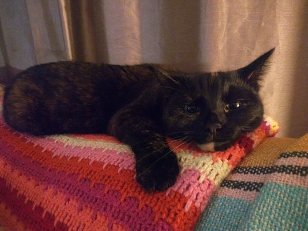 A tortoiseshell cat is lying on a red and pick striped blanket looking directly at the camera. She has green eyes and half her chin is white