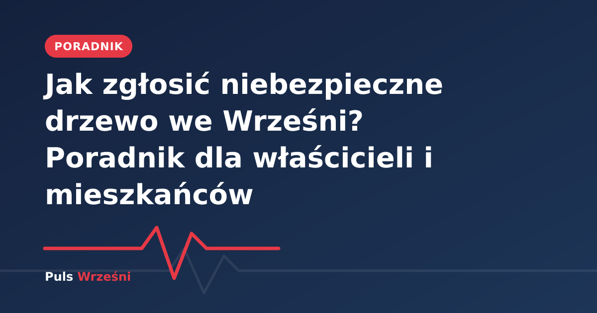 Złamana gałąź drzewa nad chodnikiem we Wrześni
