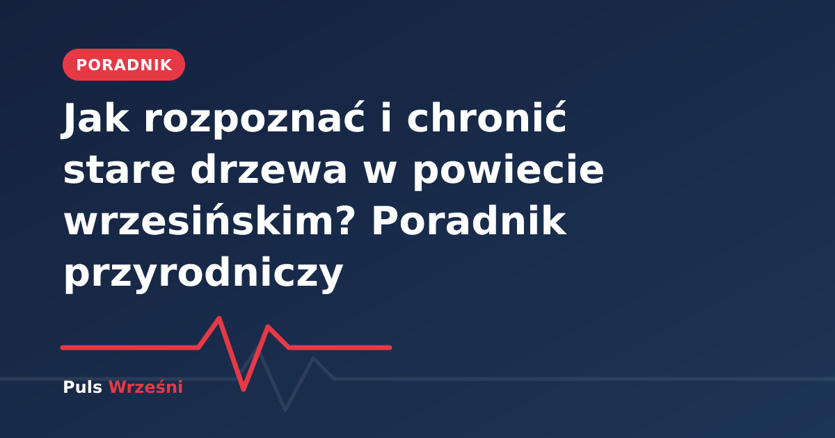 Stare drzewo w krajobrazie powiatu wrzesińskiego