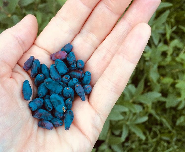 Public Sector Innovation Labs: Tending to what we want to grow