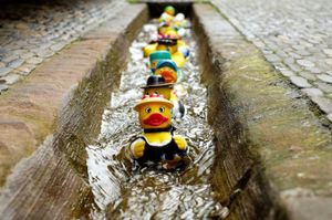 A row of colourful rubber ducks floats in a narrow sewerage channel, one after the other, as if marching in formation.