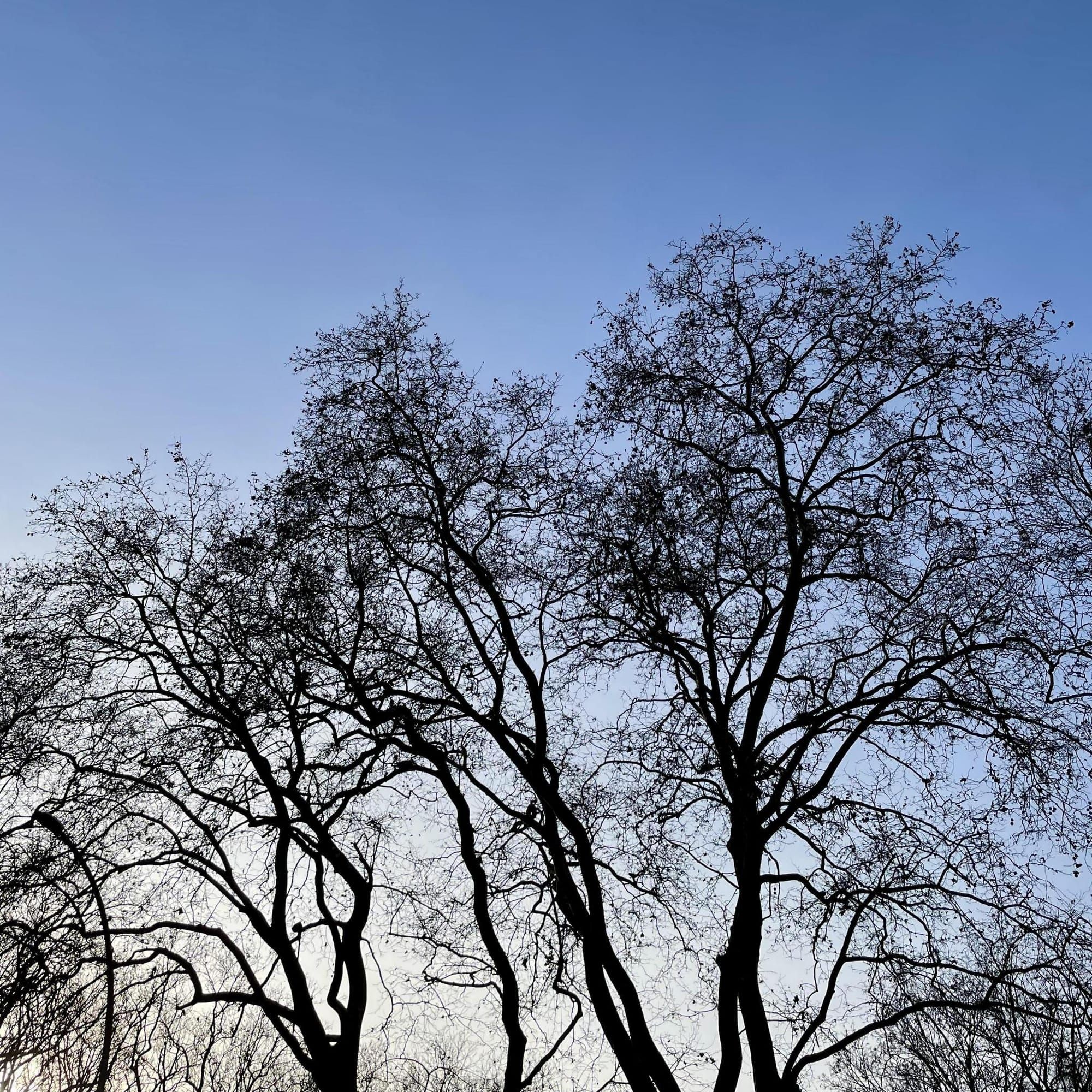 Trees