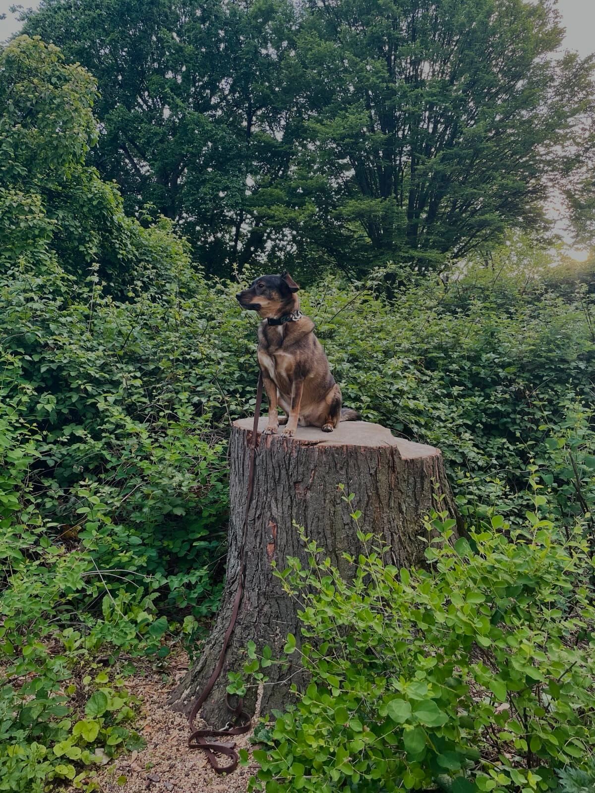 Walking the Overthinking Out