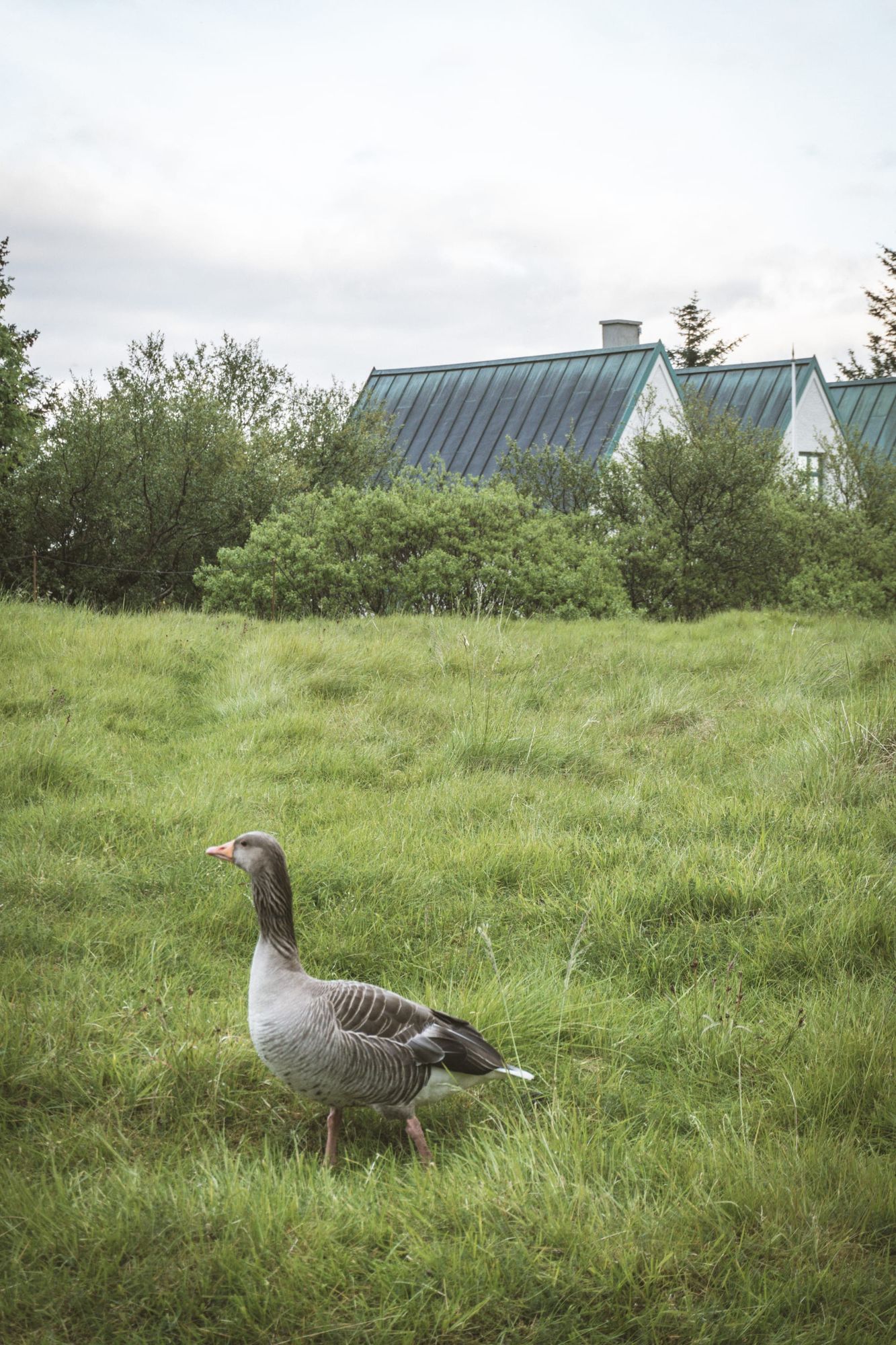 What do birds talk about?