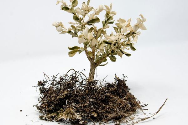 長在疤痕上的花