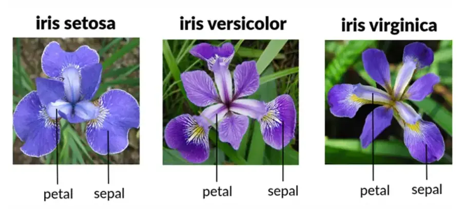 Iris Flower Classification Project