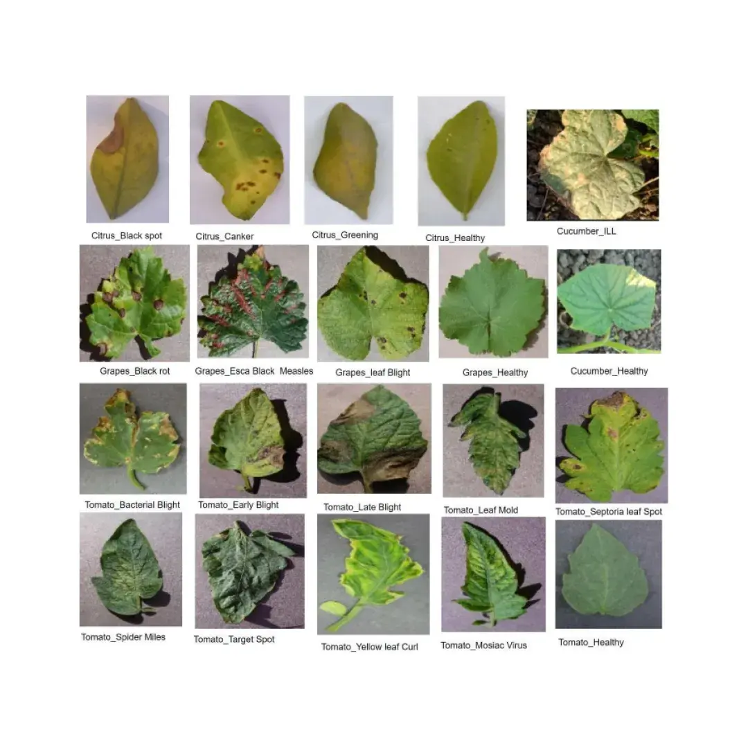 Plant Disease Classification Project