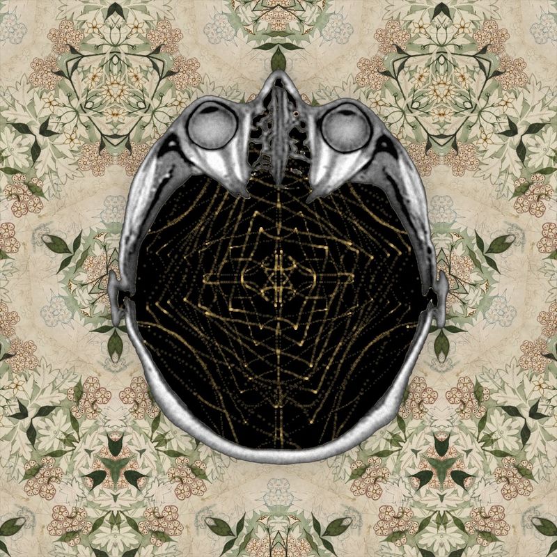 No words* (Cobweb Joe)