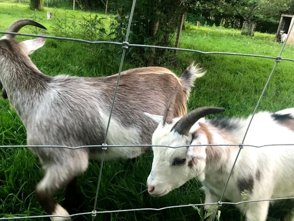 Community: Heron Farm, Devon