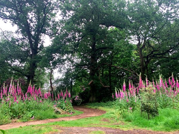 Sheringham Park and beyond