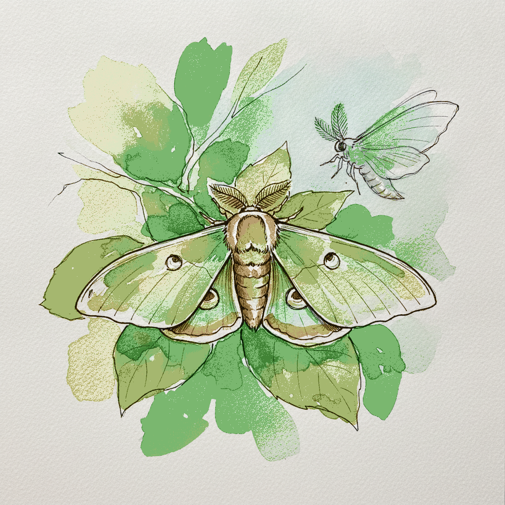 Promethea moth example 3