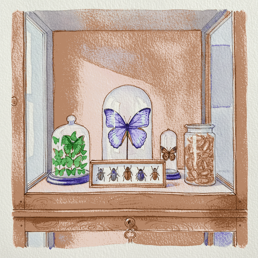 Victorian curiosity cabinet shelf example 3