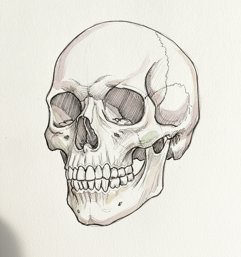 Skull With Soft Tissue Overlay Diagram, Anatomical Illustration example 2