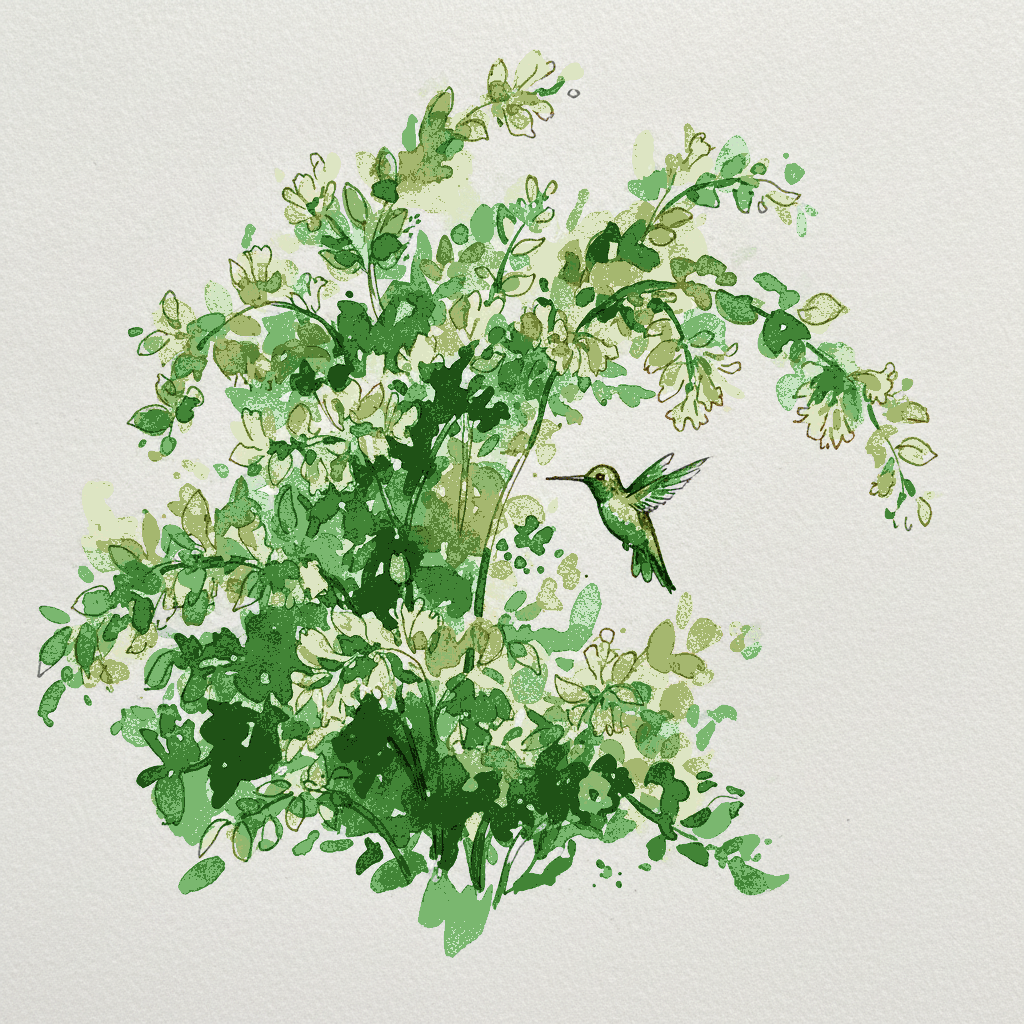 Bush honeysuckle example 3