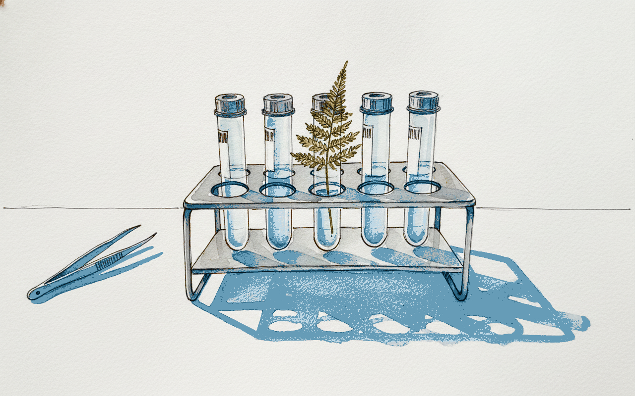 Fern frond in lab tube rack example 3