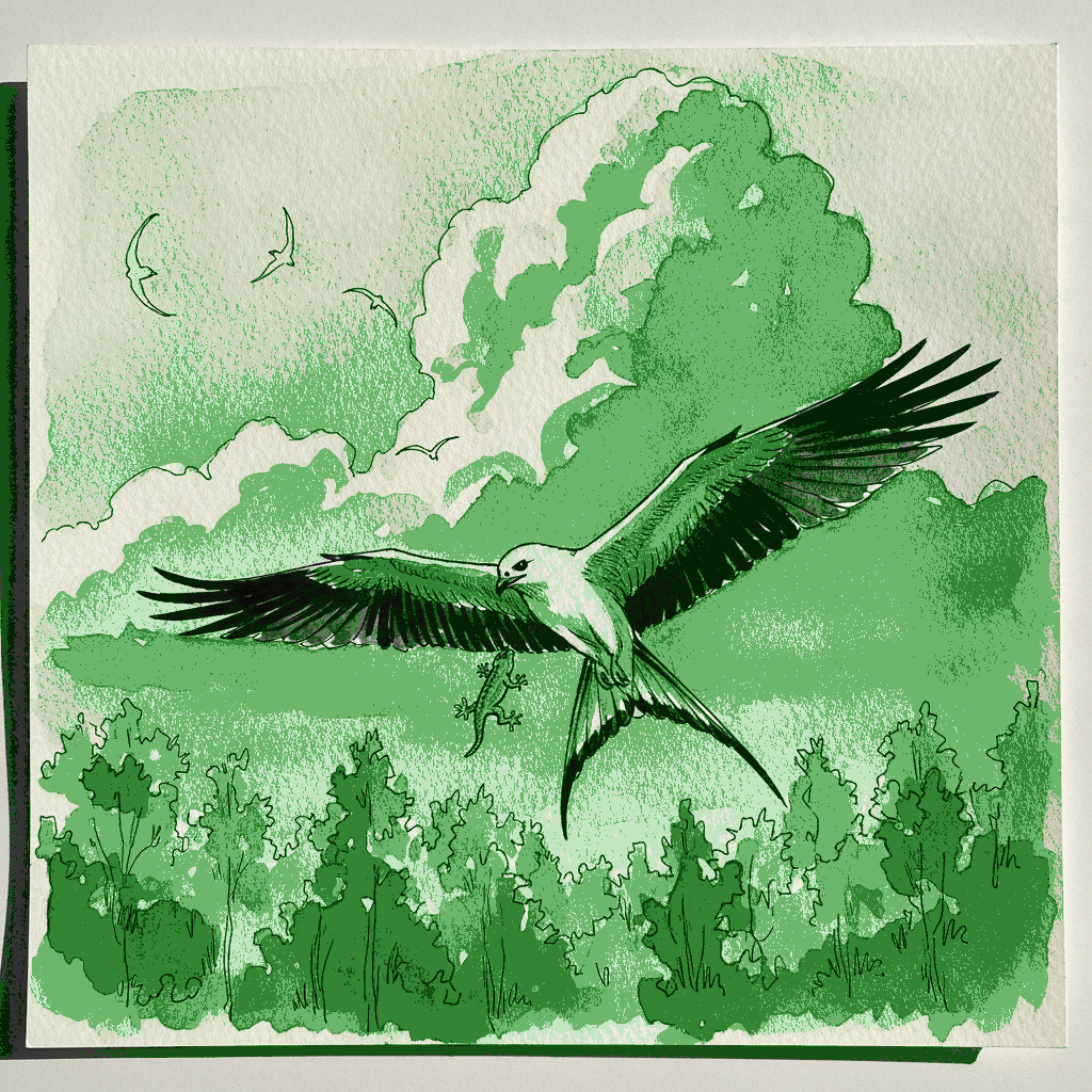 Swallow-tailed kite example 3