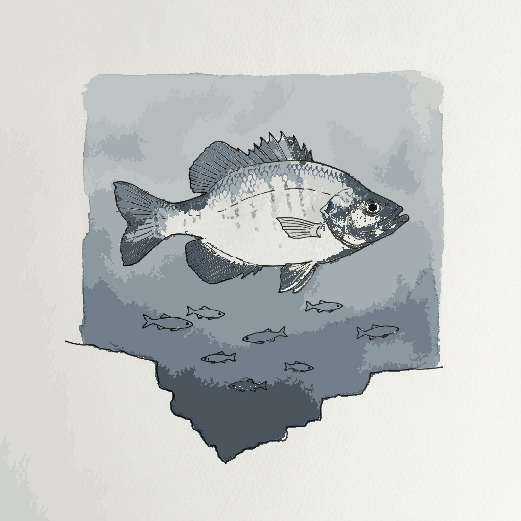 White crappie example 3