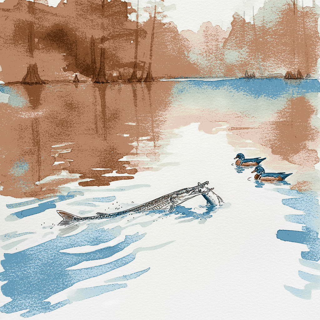 Longnose gar example 3