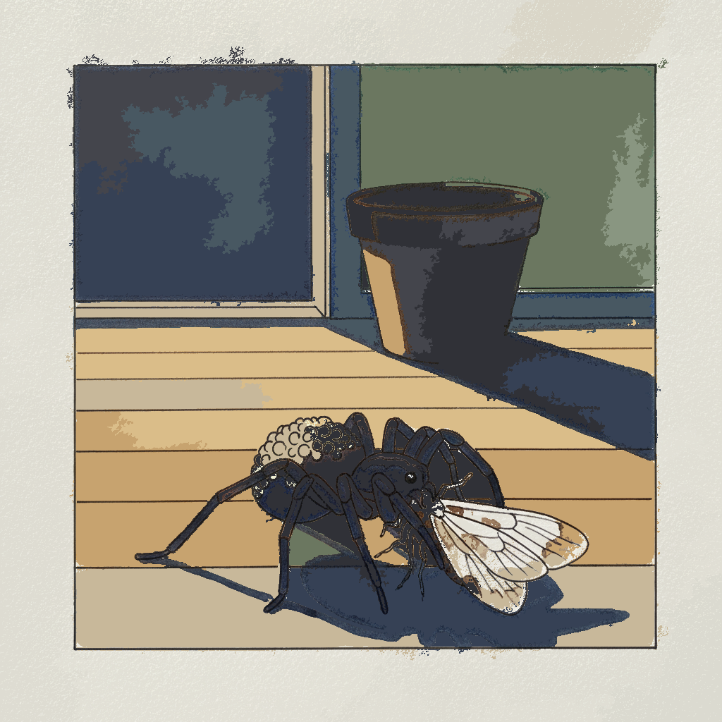Rabid wolf spider example 3