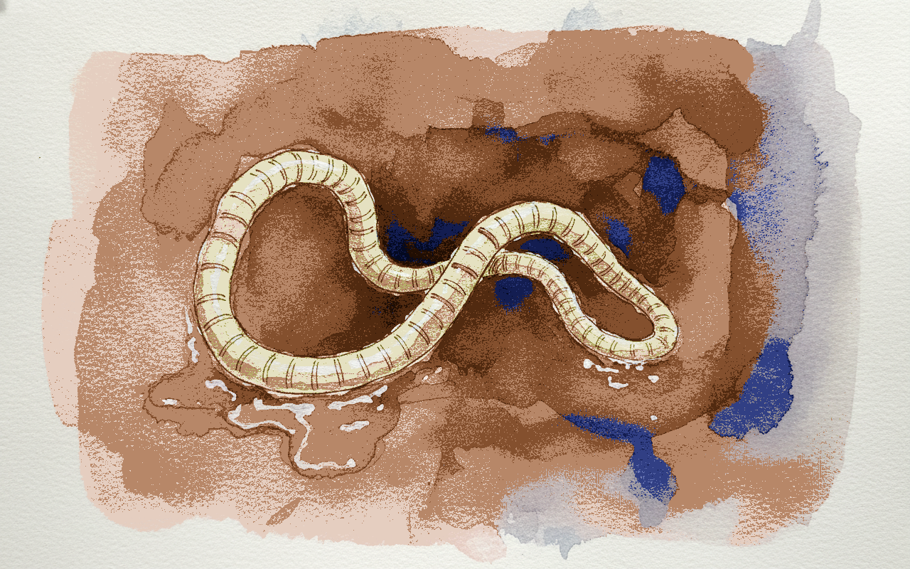 Beef tapeworm example 3