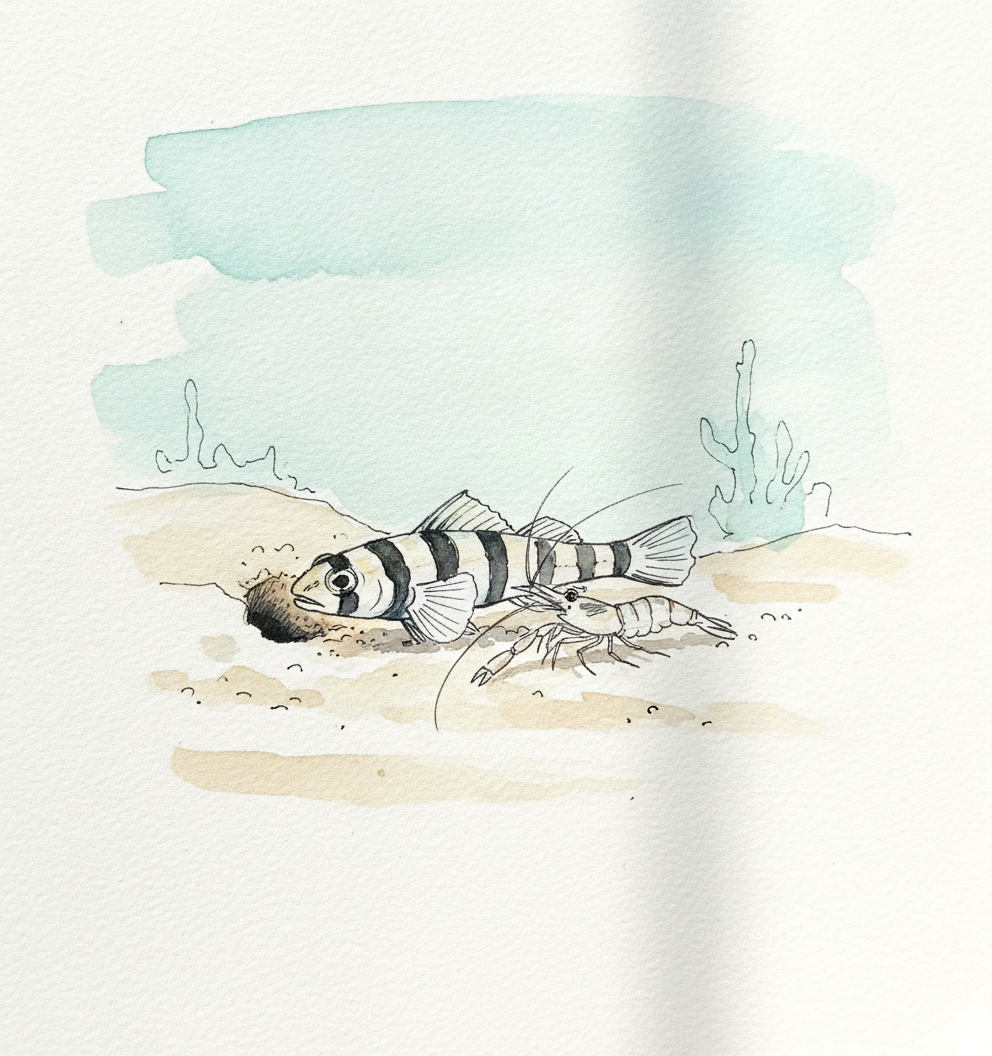 Banded sand goby example 1