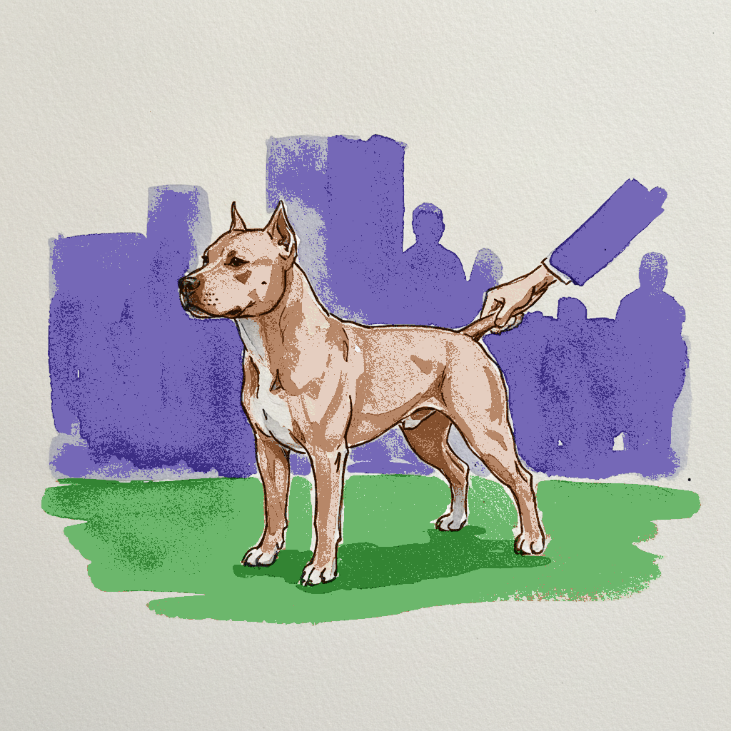 American Staffordshire terrier example 3