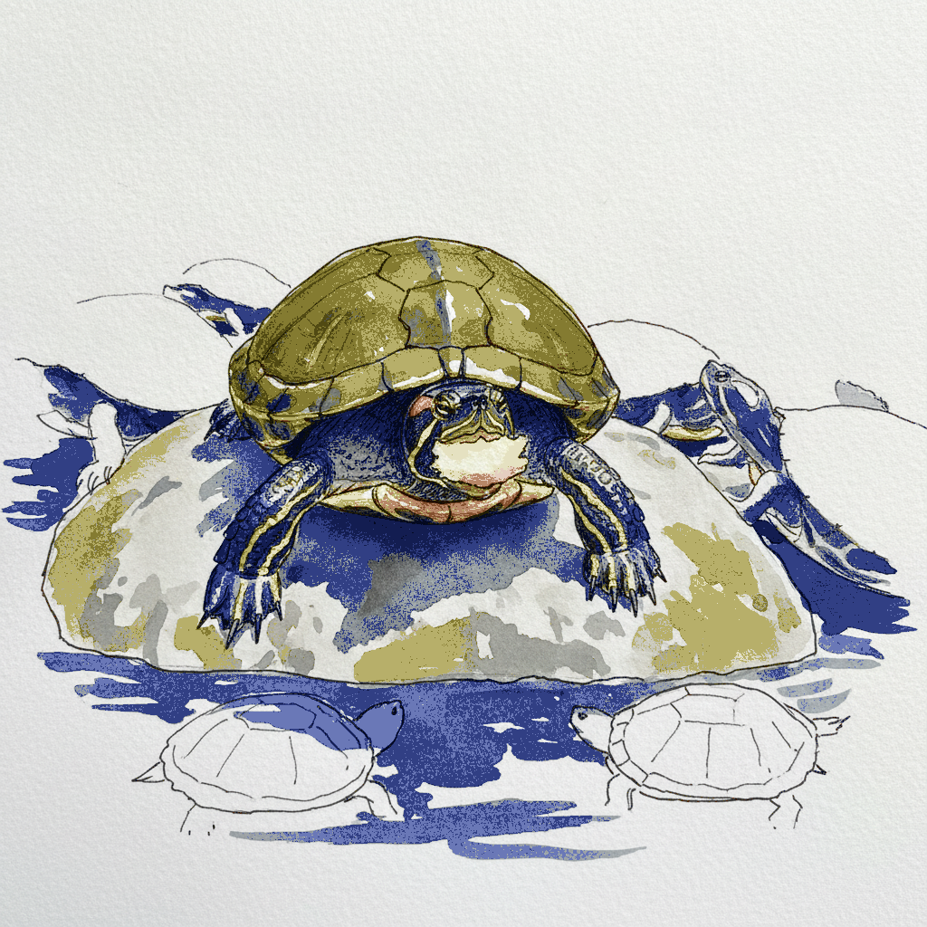 Red-eared slider example 3