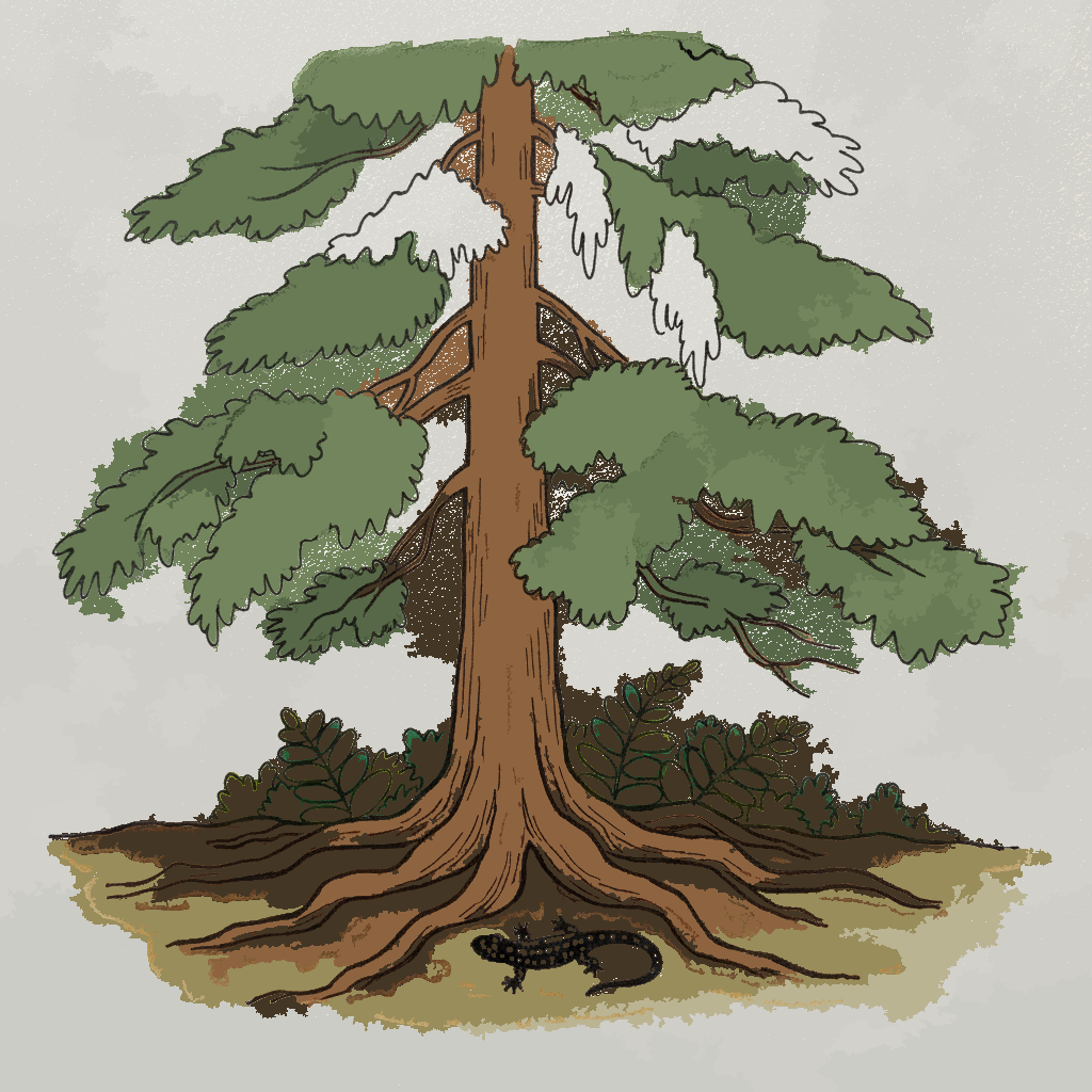 Lawson cypress (Port Orford cedar) example 3