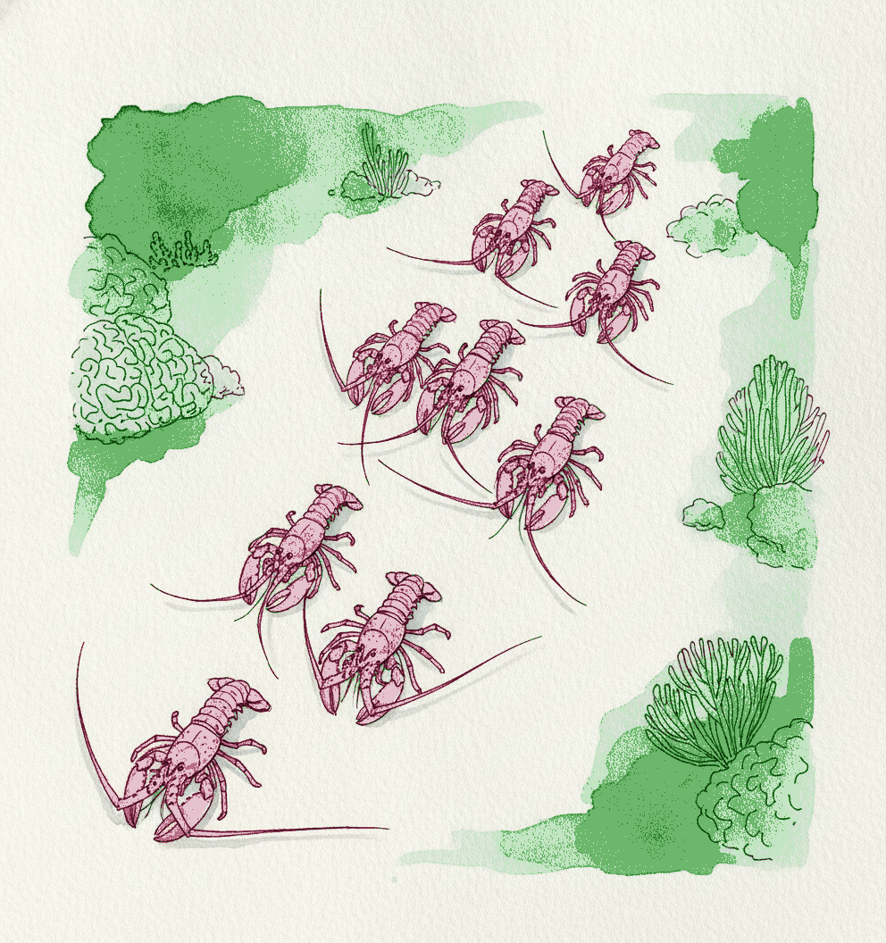 Caribbean spiny lobster example 3